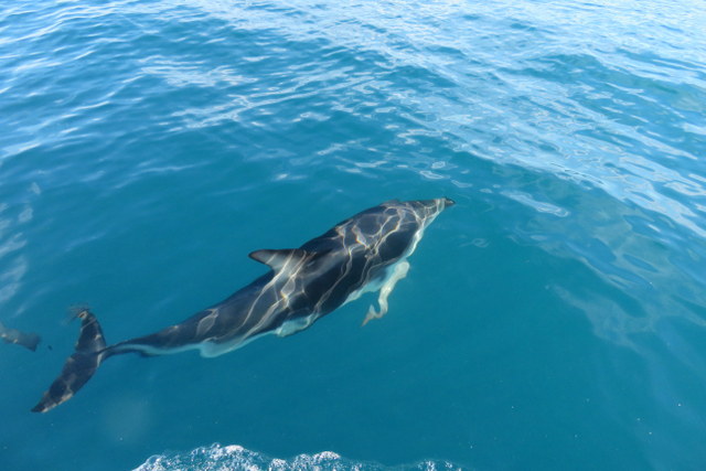 Kaikoura-Dolphin