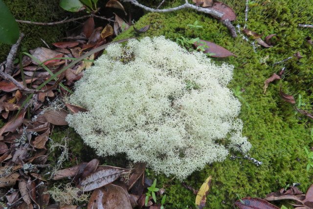 lichen-and-moss