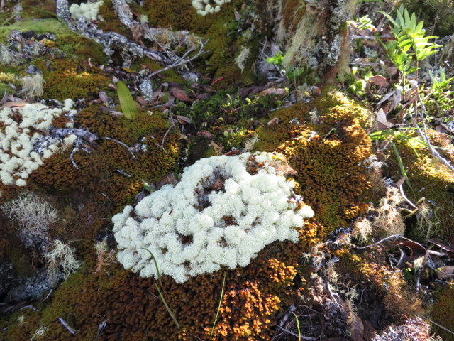 lichen-moss-fern