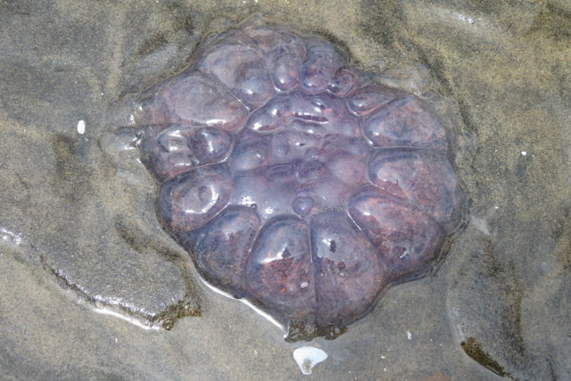 Orua beach jellyfish