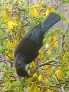 Tui on kowhai