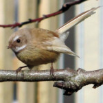 fantail