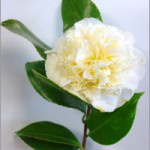 white-camellia