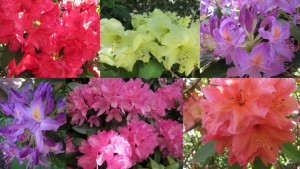 Rhododendrons