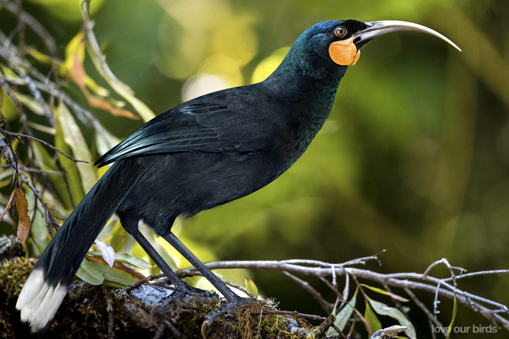 huia1200x800_0