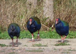 takahe%20family%20john%20stewart%20