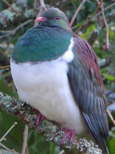 kereru-012-e1425953937702